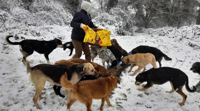 Kartepe'de sokak hayvanları emin ellerde