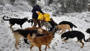 Kartepe'de sokak hayvanları emin ellerde