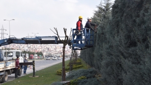 Kdz. Ereğli Belediyesi'nin, mavi servileri budanıyor