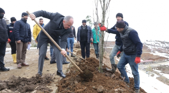 RİZE BELEDİYESİ BİNLERCE AĞACI TOPRAKLA BULUŞTURUYOR