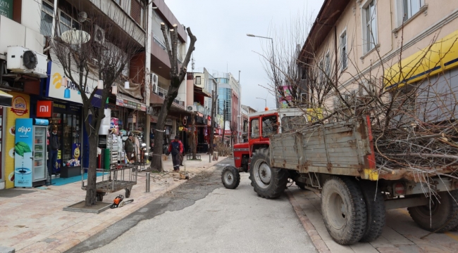 ÇÜRÜYEN AĞAÇLAR YERİNE YENİLERİ DİKİLECEK