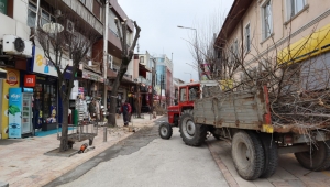 ÇÜRÜYEN AĞAÇLAR YERİNE YENİLERİ DİKİLECEK