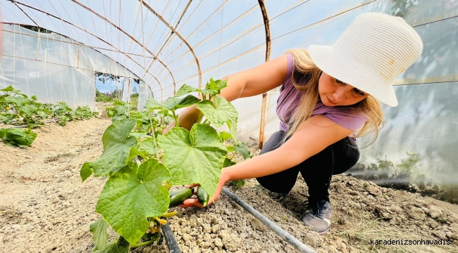 Belediye Seralarında Hasat Zamanı