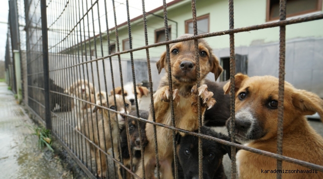 BİR HAFTA DA 77 KÖPEK KISIRLAŞTIRILDI