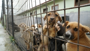 BİR HAFTA DA 77 KÖPEK KISIRLAŞTIRILDI