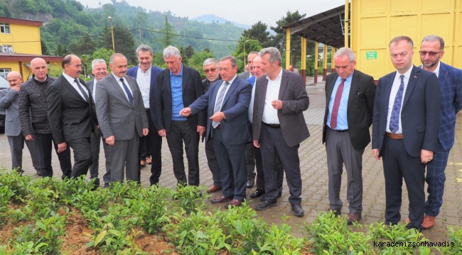 ÇAYKUR GENEL MÜDÜRÜ ALİM, ÇAYLIKLARIMIZ HASAT OLGUNLUĞUNA ULAŞMIŞTIR 