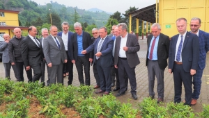 ÇAYKUR GENEL MÜDÜRÜ ALİM, ÇAYLIKLARIMIZ HASAT OLGUNLUĞUNA ULAŞMIŞTIR 