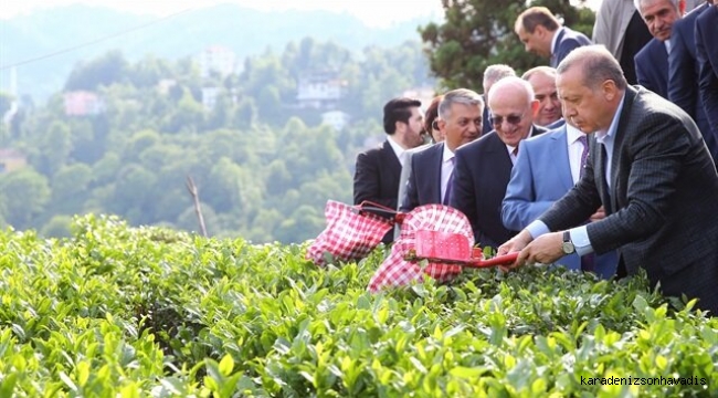 Cumhurbaşkanı Erdoğan'dan Yaş Çay Alım Fiyatı Müjdesi