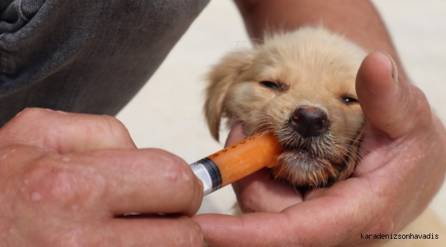 140 KÖPEK DAHA KISIRLAŞTIRILDI