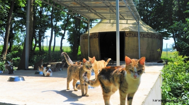 KASABALI KEDİLERE BÜYÜKŞEHİRDEN OBA KONFORU