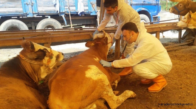 KDZ. EREĞLİ’DE KURBAN PAZARI KURULDU, BELEDİYE DENETLİYOR