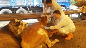 KDZ. EREĞLİ’DE KURBAN PAZARI KURULDU, BELEDİYE DENETLİYOR