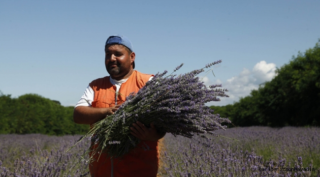 Sakarya dünyada aromatik bitkinin merkez üssü olacak: 