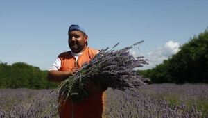 Sakarya dünyada aromatik bitkinin merkez üssü olacak: 