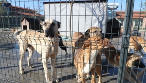 Sakarya hayvan bakımevine mama kabı ve kulübe desteği