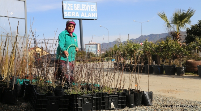 Rize Belediyesi sera alanında meyve fidanı ve bitki satışları devam ediyor