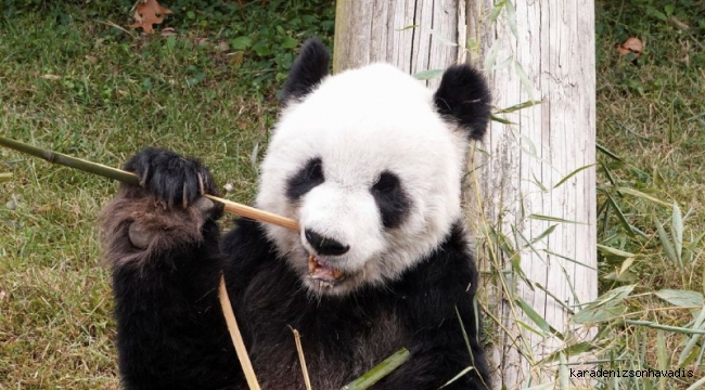 ABD’de 20 yıl yaşayan dişi panda Ya Ya, Çin’e döndü