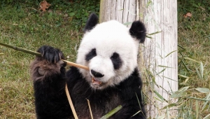 ABD’de 20 yıl yaşayan dişi panda Ya Ya, Çin’e döndü