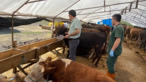 Belediye Kurban Yakalama Timi Kurdu, Kurban Pazarı Denetlendi