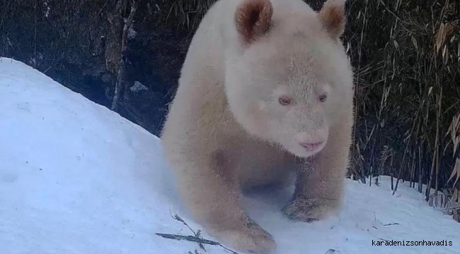 Dünyanın ilk albino pandası Çin’de görüldü