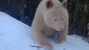 Dünyanın ilk albino pandası Çin’de görüldü