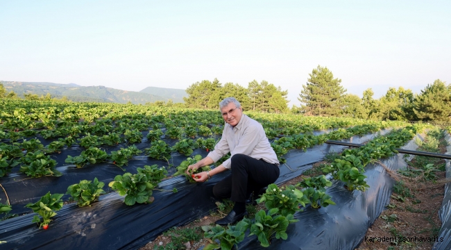 “Çilekte üretim rekoru bekliyoruz”