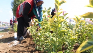 Refüj ve kavşaklarda çiçek dikimi sürüyor