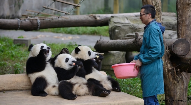 Dünyanın ilk panda okulu, gelecek yıl öğrenci kabulüne başlayacak 