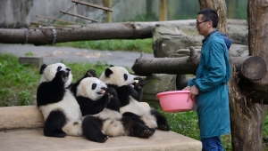 Dünyanın ilk panda okulu, gelecek yıl öğrenci kabulüne başlayacak 