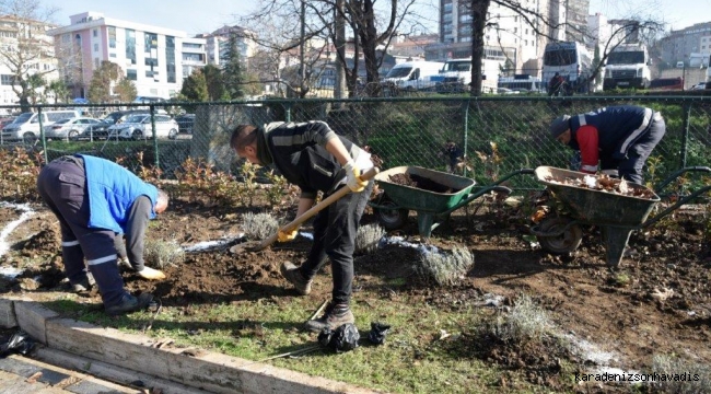 Kdz. Ereğli lavanta kokacak