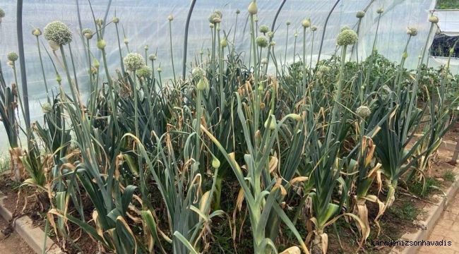 Pırasa tohumları ekildi, halka dağıtılacak