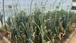 Pırasa tohumları ekildi, halka dağıtılacak