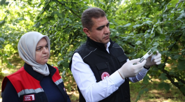 Düzce fındığının korunması için Samuray arısı doğaya salındı