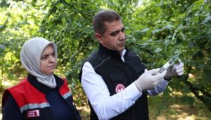 Düzce fındığının korunması için Samuray arısı doğaya salındı