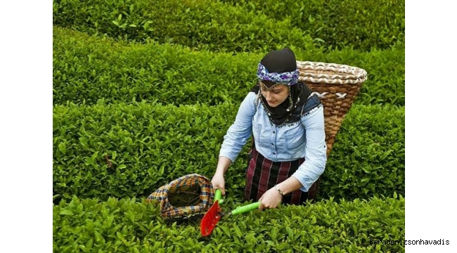 ÇAYKUR 3.SÜRGÜN YAŞ ÇAY ALIMLARINA BAŞLADI