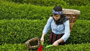 ÇAYKUR 3.SÜRGÜN YAŞ ÇAY ALIMLARINA BAŞLADI