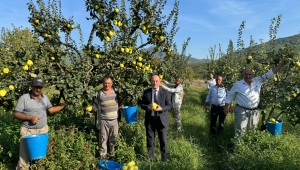 Başkan Yıldız ayva hasadına katıldı