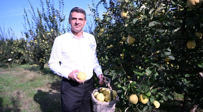 HASAT BAŞLADI, ŞİMDİ EŞME AYVA FESTİVALİ ZAMANI