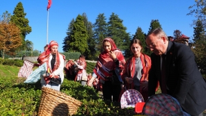 Makedonyalı Türk Gençler Çaykur Genel Müdürü Alimle çay topladı