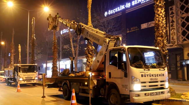 Büyükşehir’den şehrin süsü palmiyeler için dondurucu soğuklara karşı özel önlem