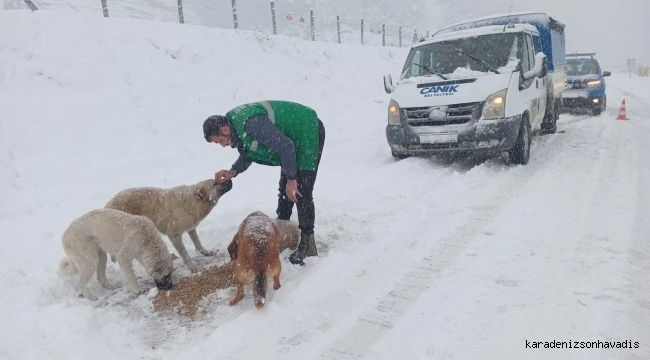 Canik’te sokak hayvanlarına kış desteği