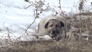 Başıboş köpekler bu kez Hakkari'de can aldı!